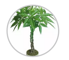 綠植搭配也有講究！